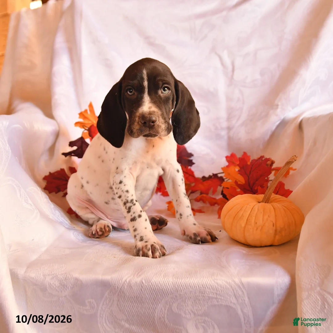 German Shorthaired Pointer dogs for sale: Colt - Ad 1