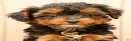 Morkie dogs for sale: Dana - Ad 9