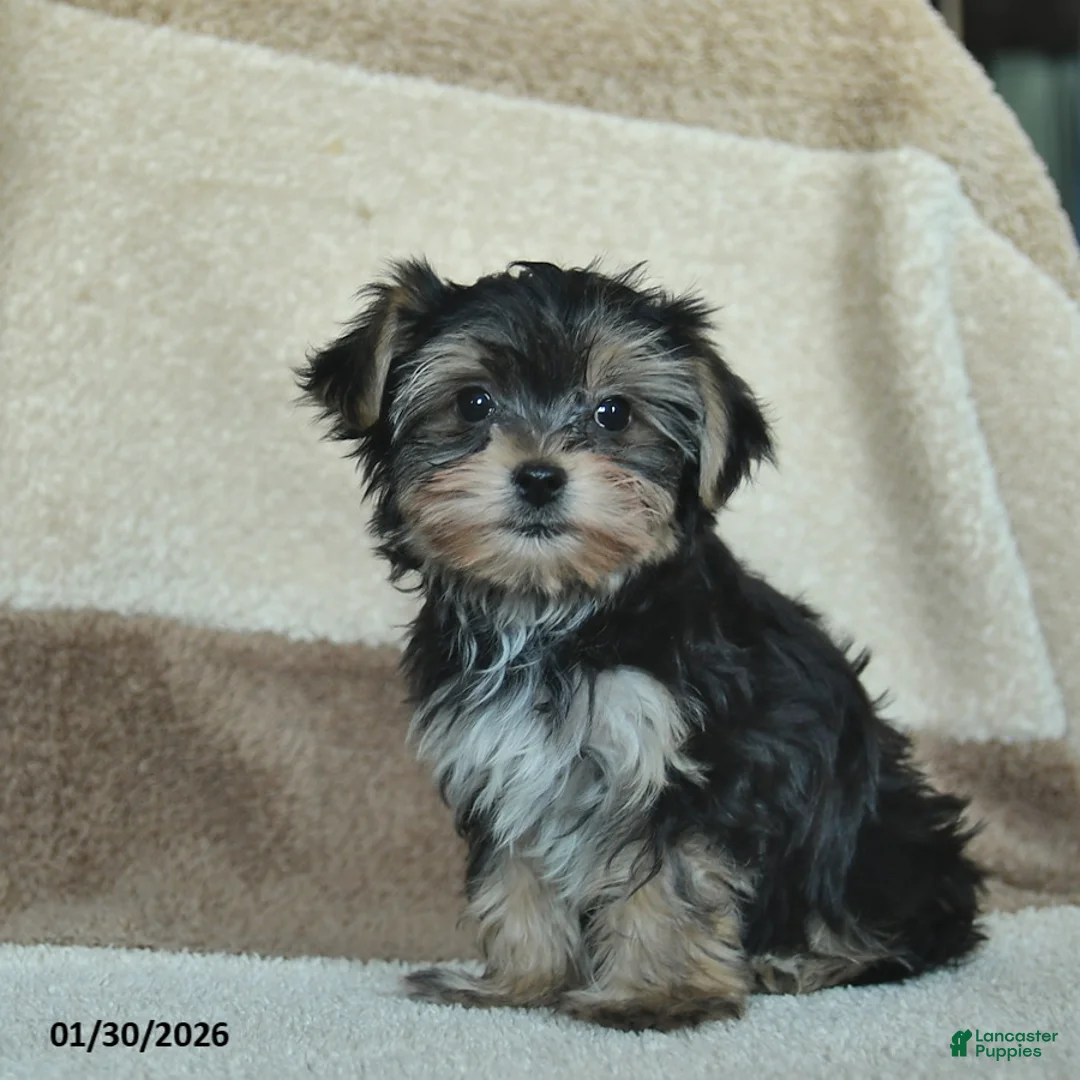 Morkie dogs for sale: Mr. Bill - Ad 4
