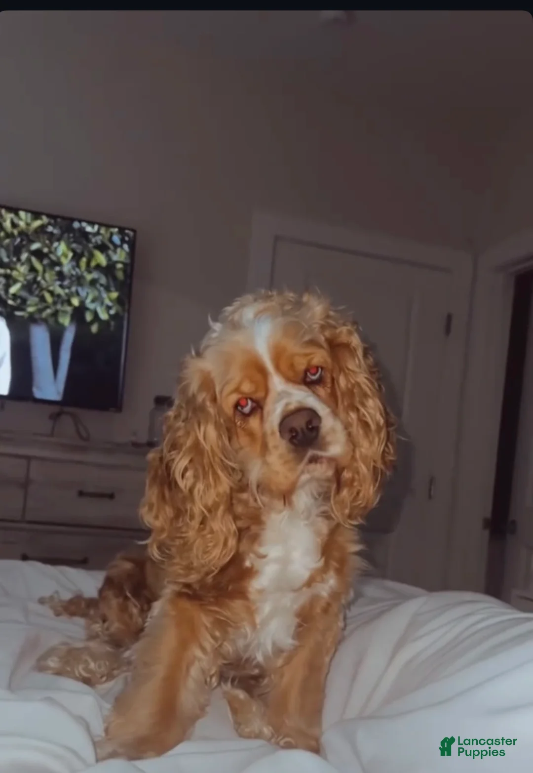 Cocker Spaniel dogs for sale: Cocker Spaniel Puppy 3 - Ad 2