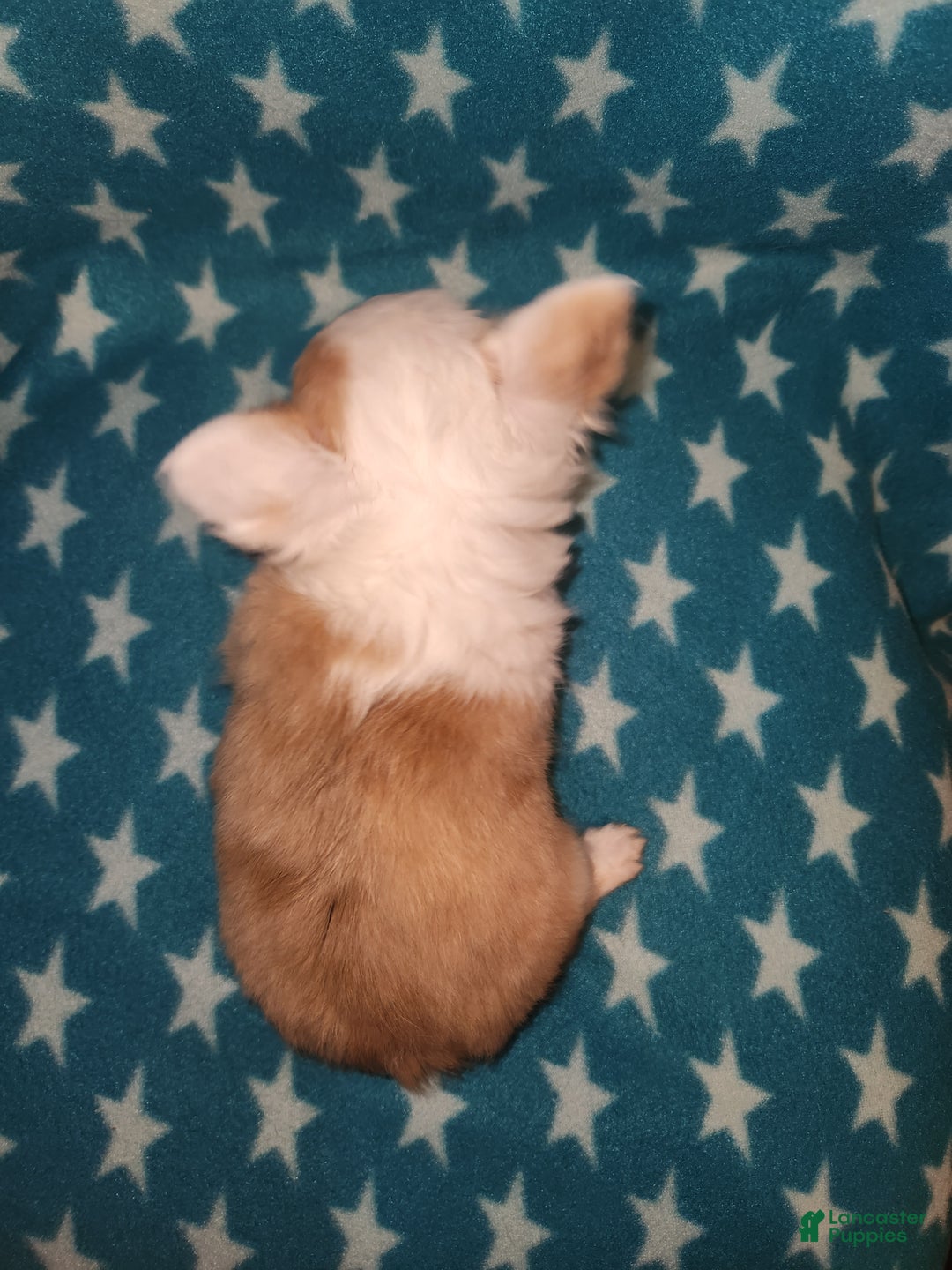 Chihuahua dogs for sale: Sammy - Ad 3
