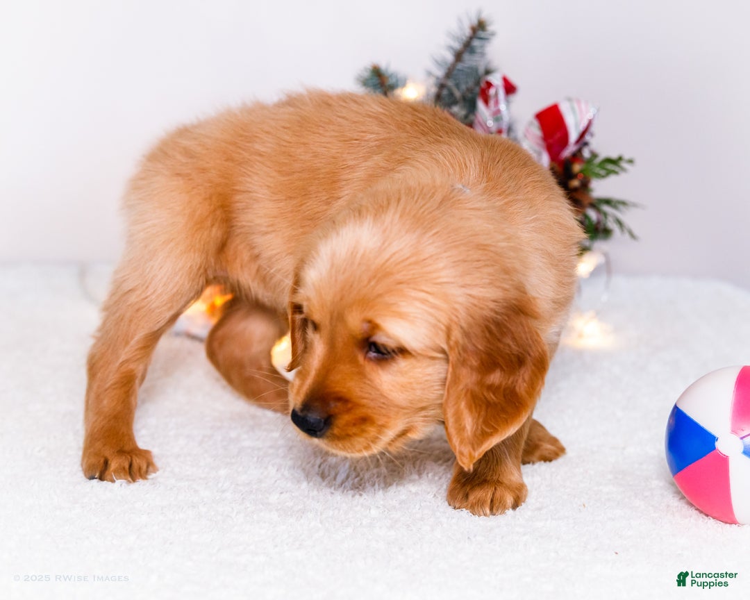 Golden Retriever dogs for sale: Colin - Ad 3