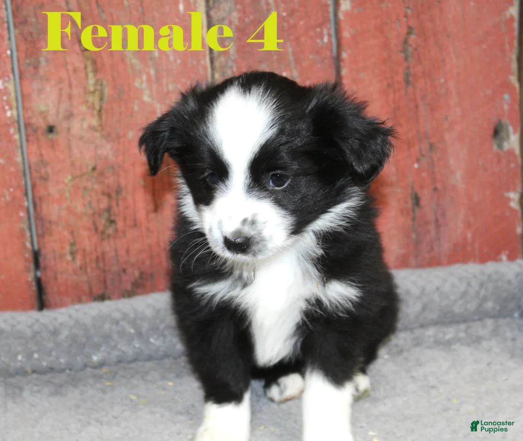 Miniature Australian Shepherd dogs for sale: Miniature Australian Shepherd Puppy 5 - Ad 1