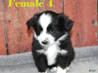 Miniature Australian Shepherd dogs Miniature Australian Shepherd Puppy 5 - Ad 10