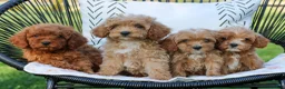 Cavapoo dogs for sale: Leo  - Ad 5