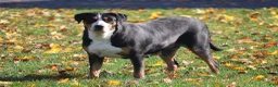 Greater Swiss Mountain Dog dogs for sale: Nika - Ad 6