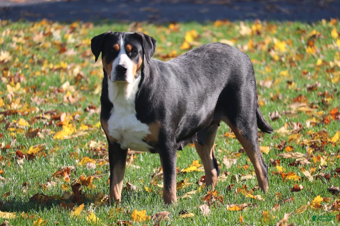Greater Swiss Mountain Dog dogs for sale: Nika - Ad 6