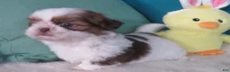 Shih Tzu dogs for sale: Shih Tzu Puppy 1 - Ad 3