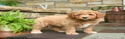 Mini Goldendoodle dogs for sale: Caramel - Ad 3