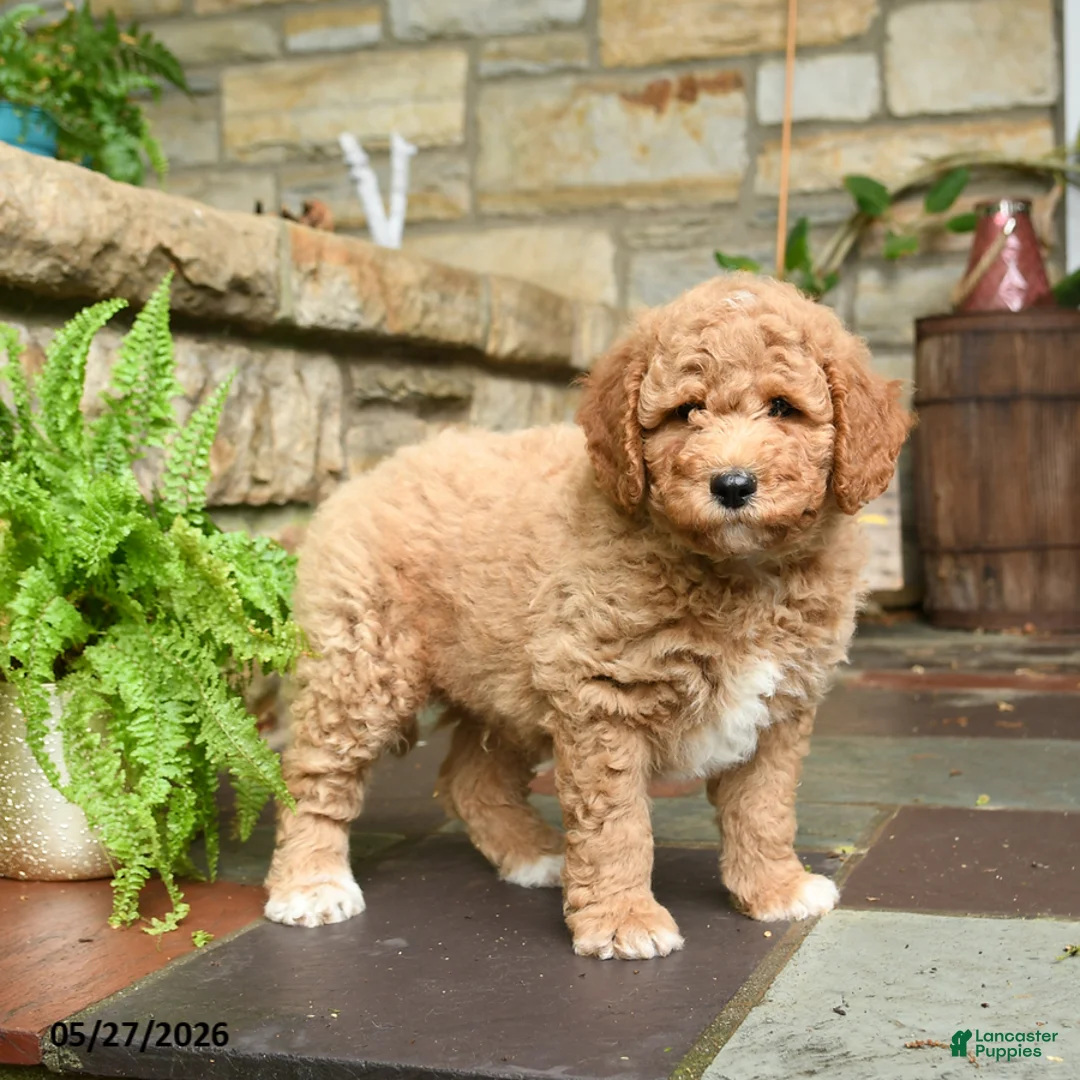 Mini Goldendoodle dogs for sale: Caramel - Ad 3
