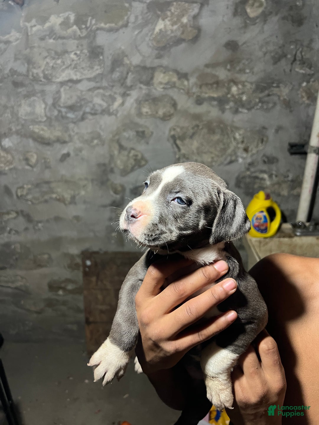 American Pit Bull Terrier dogs for sale: Luvvy  - Ad 2