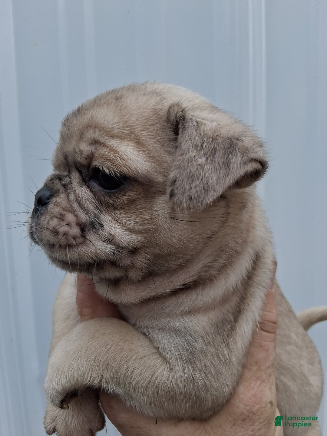 Pug dogs for sale: Maggy - Ad 2