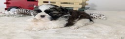 Shih Tzu dogs for sale: Tyson - Ad 9