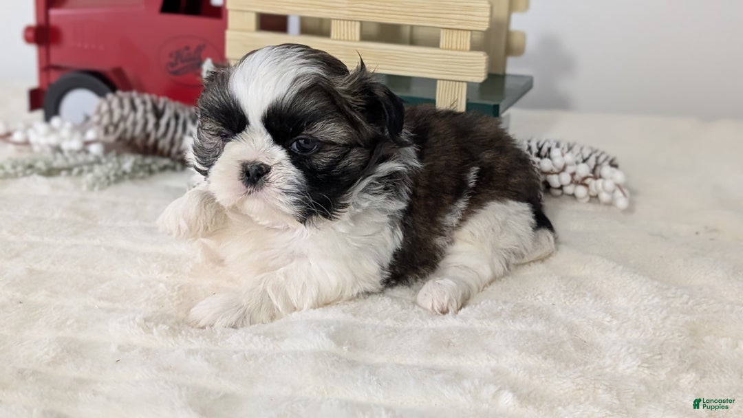 Shih Tzu dogs for sale: Tyson - Ad 9
