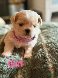 Shih Tzu dogs Shih Tzu 2 - Ad 4