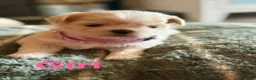 Shih Tzu dogs for sale: Shih Tzu 2 - Ad 1