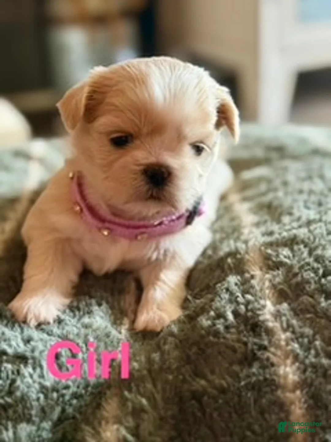 Shih Tzu dogs for sale: Shih Tzu 2 - Ad 1