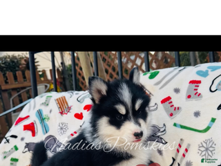 Pomsky dogs Pomsky Girl Black /white - Ad 9