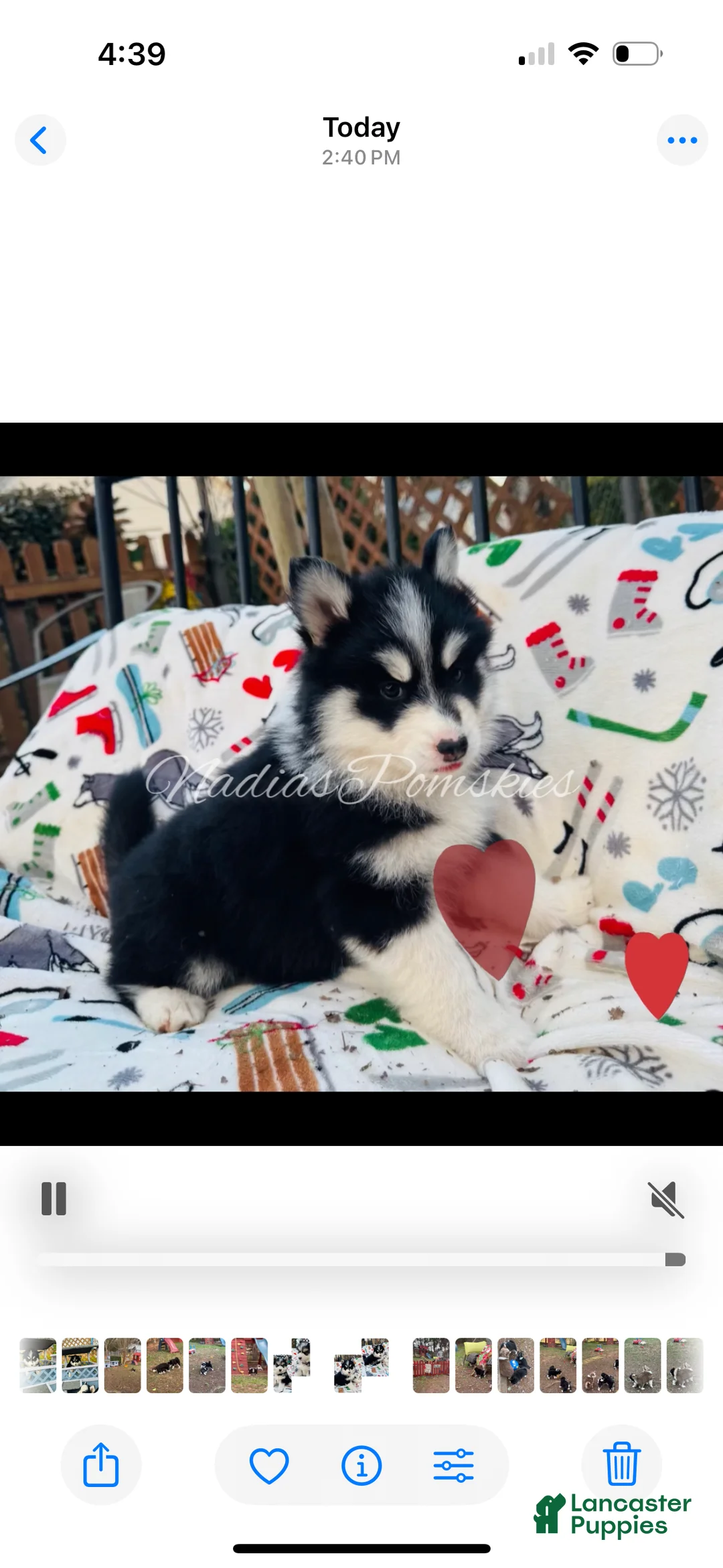 Pomsky dogs for sale: Pomsky Girl Black /white - Ad 1