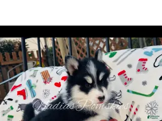Pomsky dogs Pomsky Girl Black /white - Ad 2