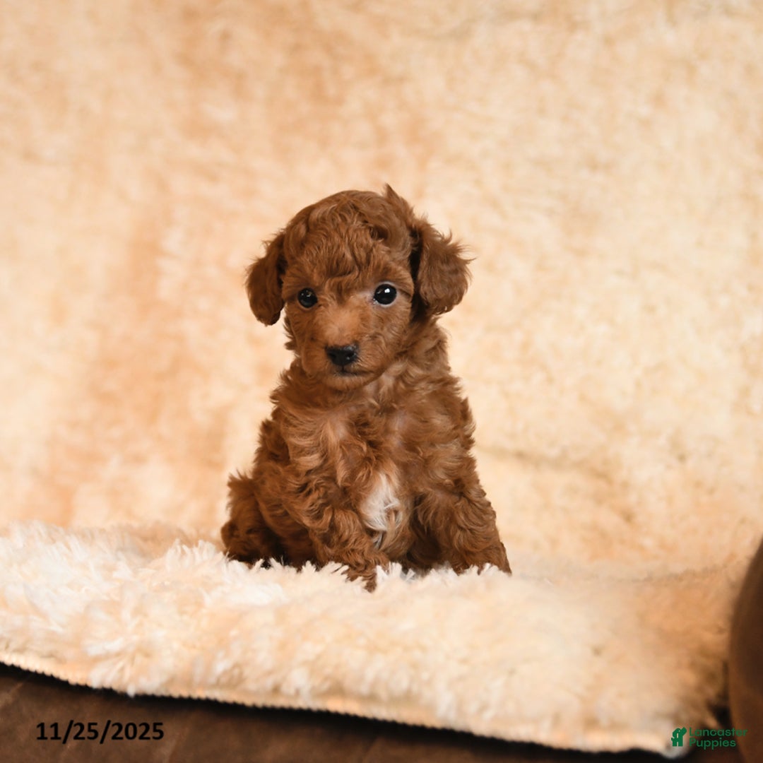 Toy Poodle dogs for sale: Cookie - Ad 3
