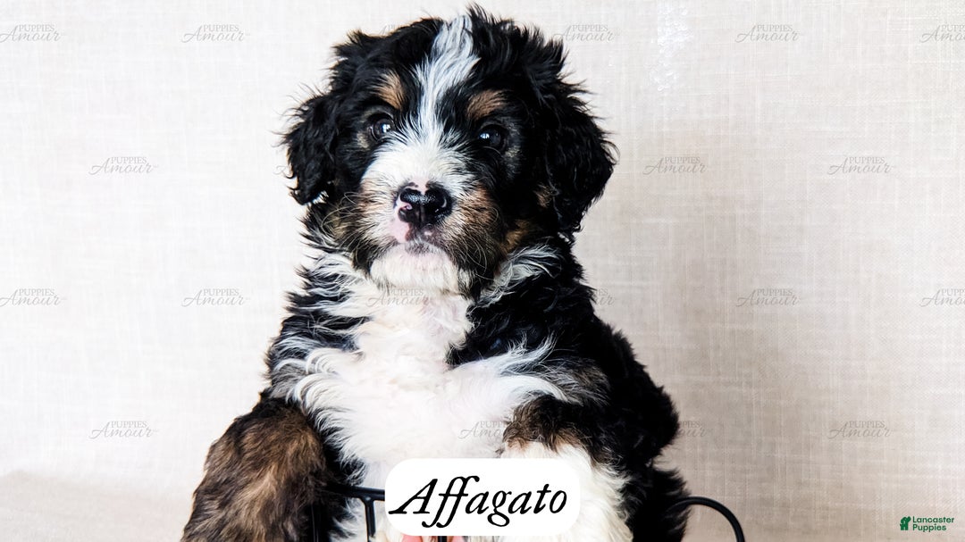 Cross Breeds Briard Poodle Mix Doodle Great Dane And Poodle Mix