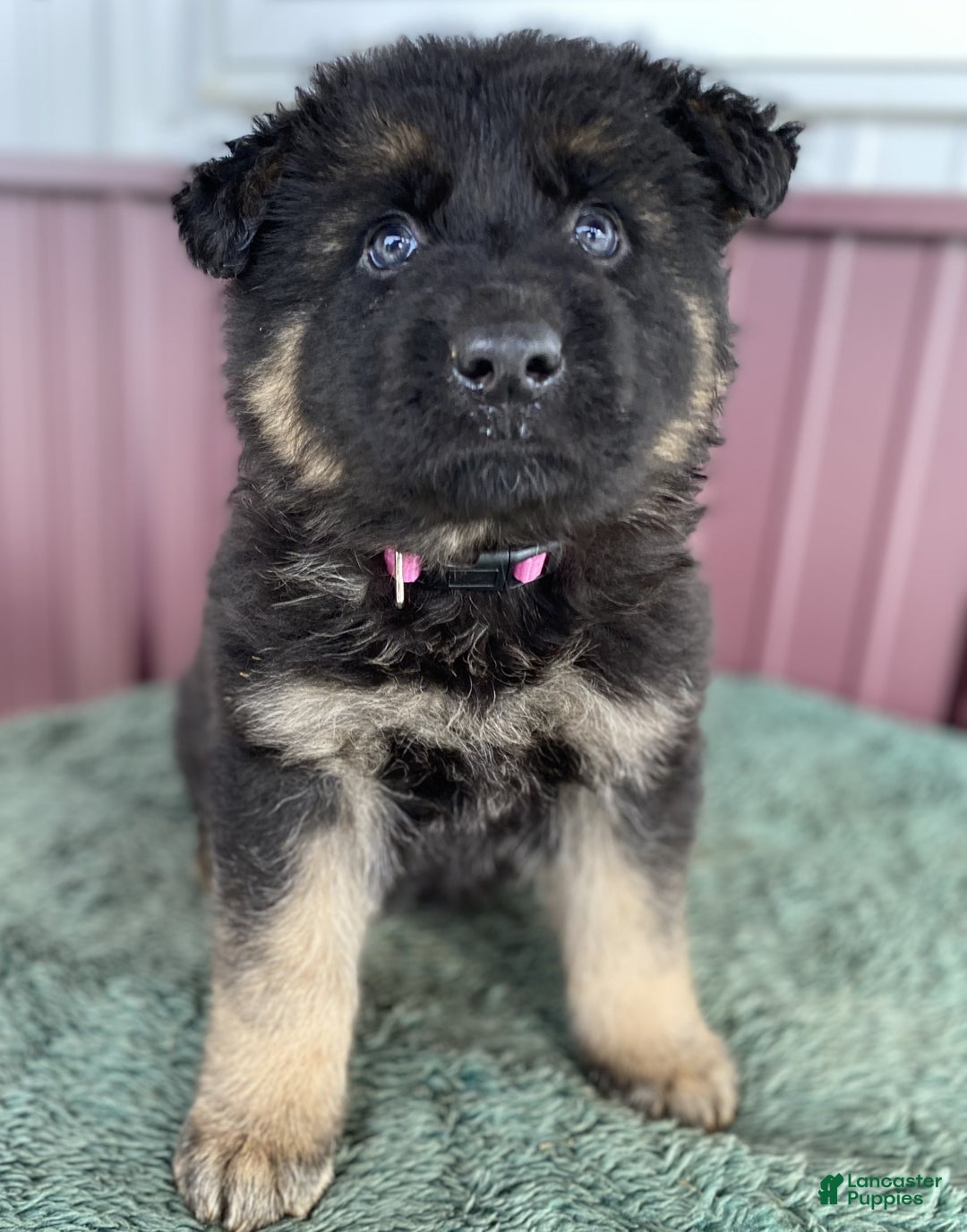 German Shepherd dogs for sale: German Shepherd Puppy 3 Molly - Ad 1