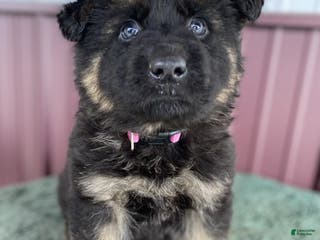 German Shepherd dogs German Shepherd Puppy 3 Molly - Ad 35