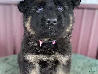 German Shepherd dogs German Shepherd Puppy 3 Molly - Ad 29