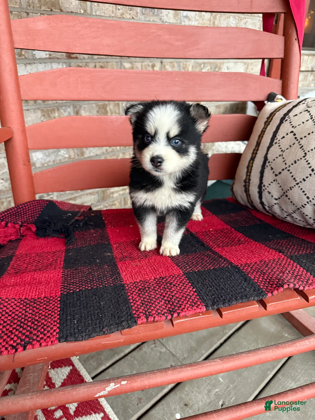 Pomsky dogs for sale: Palmer - Ad 5