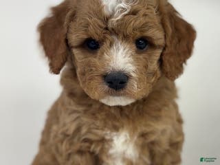 Goldendoodle dogs Dax- F1b Mini - Ad 39