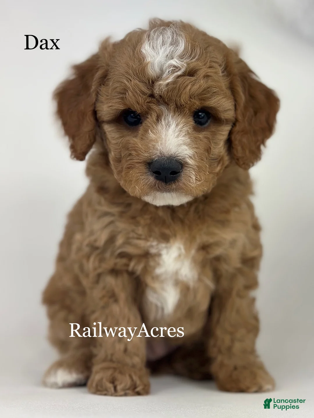 Goldendoodle dogs for sale: Dax- F1b Mini - Ad 1