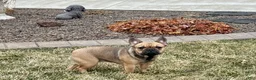 French Bulldog dogs for sale: Candice - Ad 1