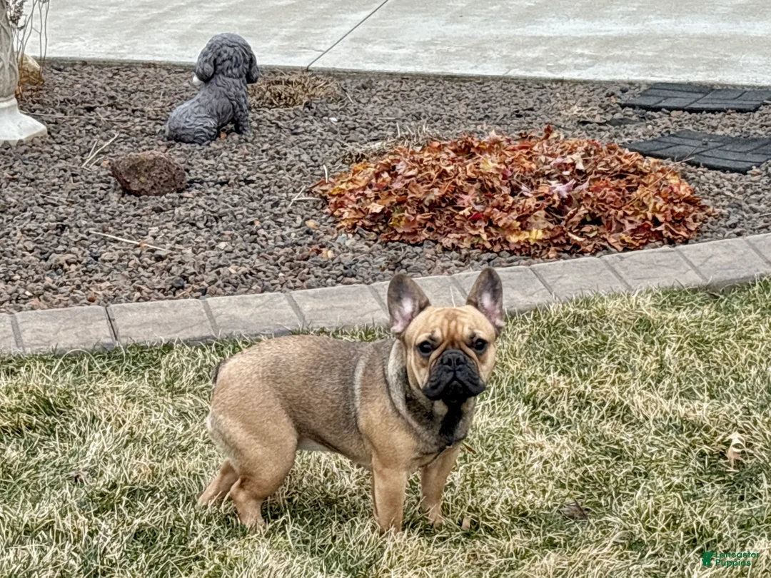 French Bulldog dogs for sale: Candice - Ad 1