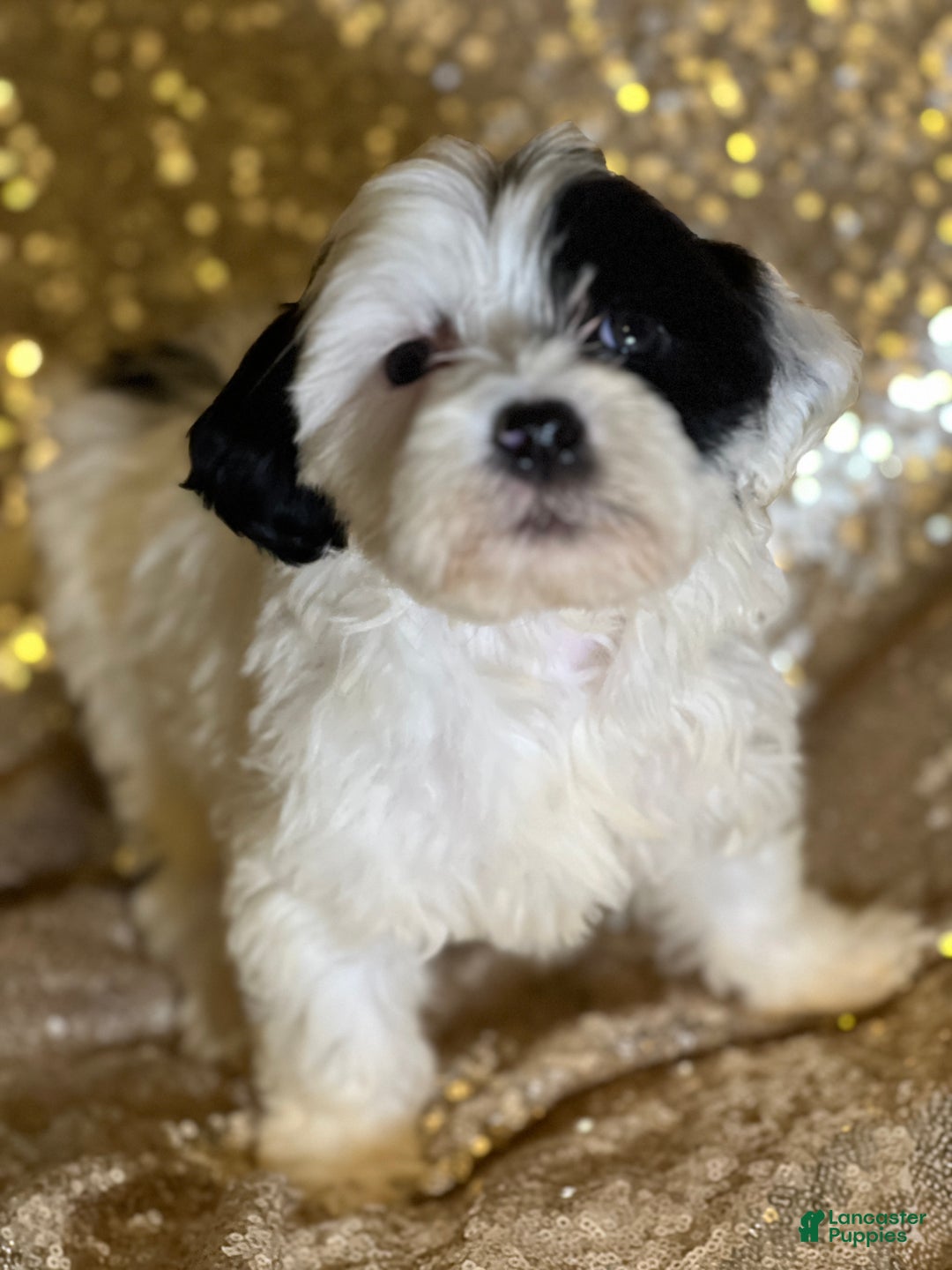 Portuguese Water Dog dogs for sale: Patch - Ad 3