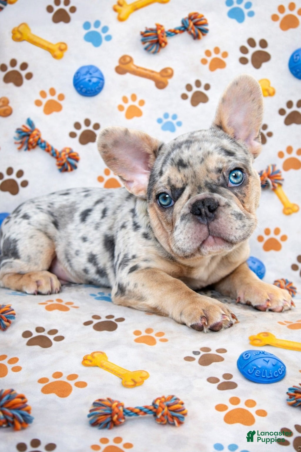 French Bulldog dogs Lulu - The Warm Soul - Ad 1