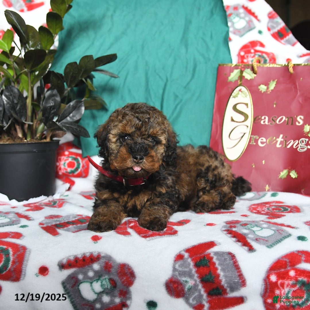 Cavapoo dogs for sale: Reese - Ad 3