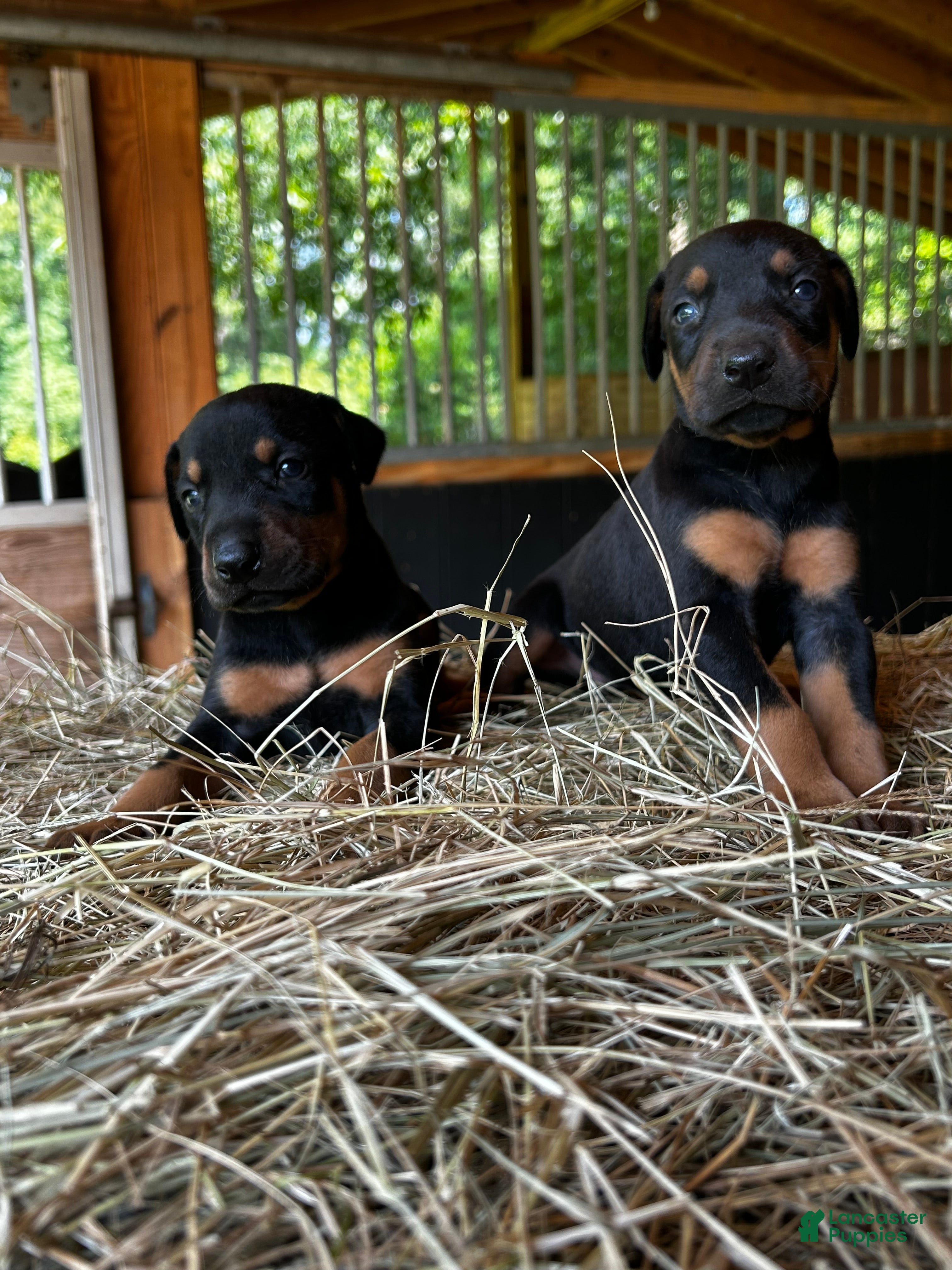 Doberman Pinscher dogs Doberman Pinscher Puppy 2 - Ad 8