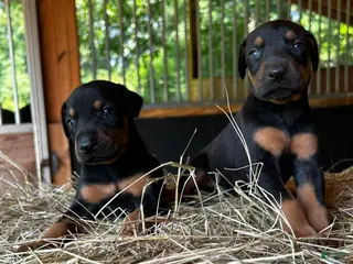 Doberman Pinscher dogs Doberman Pinscher Puppy 2 - Ad 18
