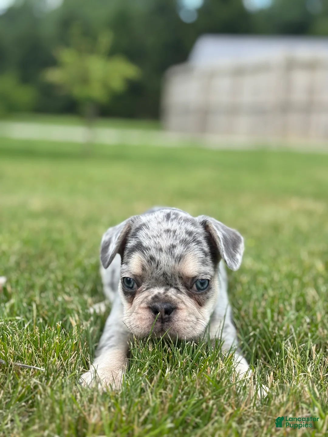 French Bulldog dogs for sale: Oliver - Ad 3