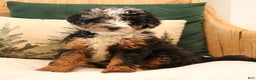 Mini Bernedoodle dogs for sale: Natalie  - Ad 2