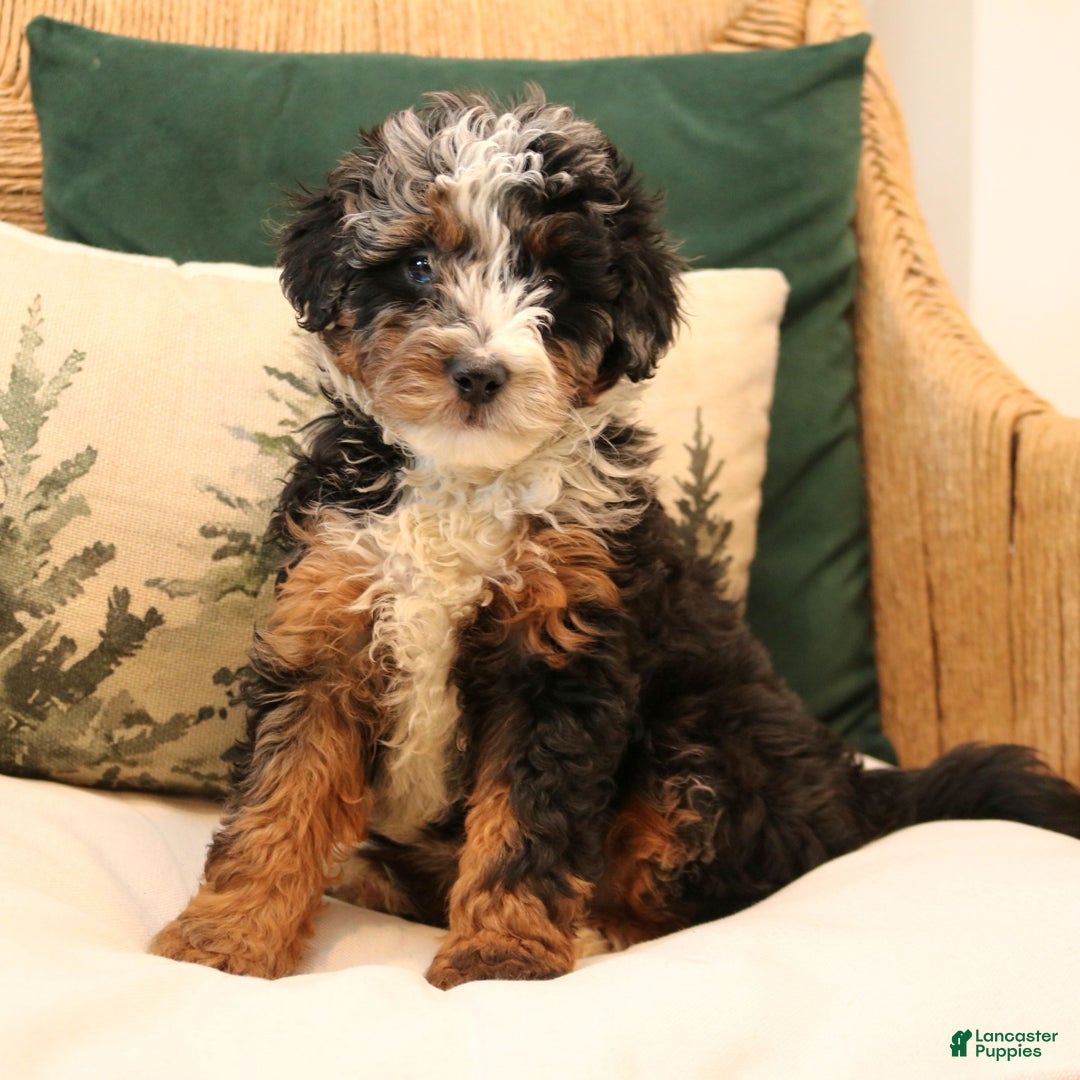 Mini Bernedoodle dogs for sale: Natalie  - Ad 2