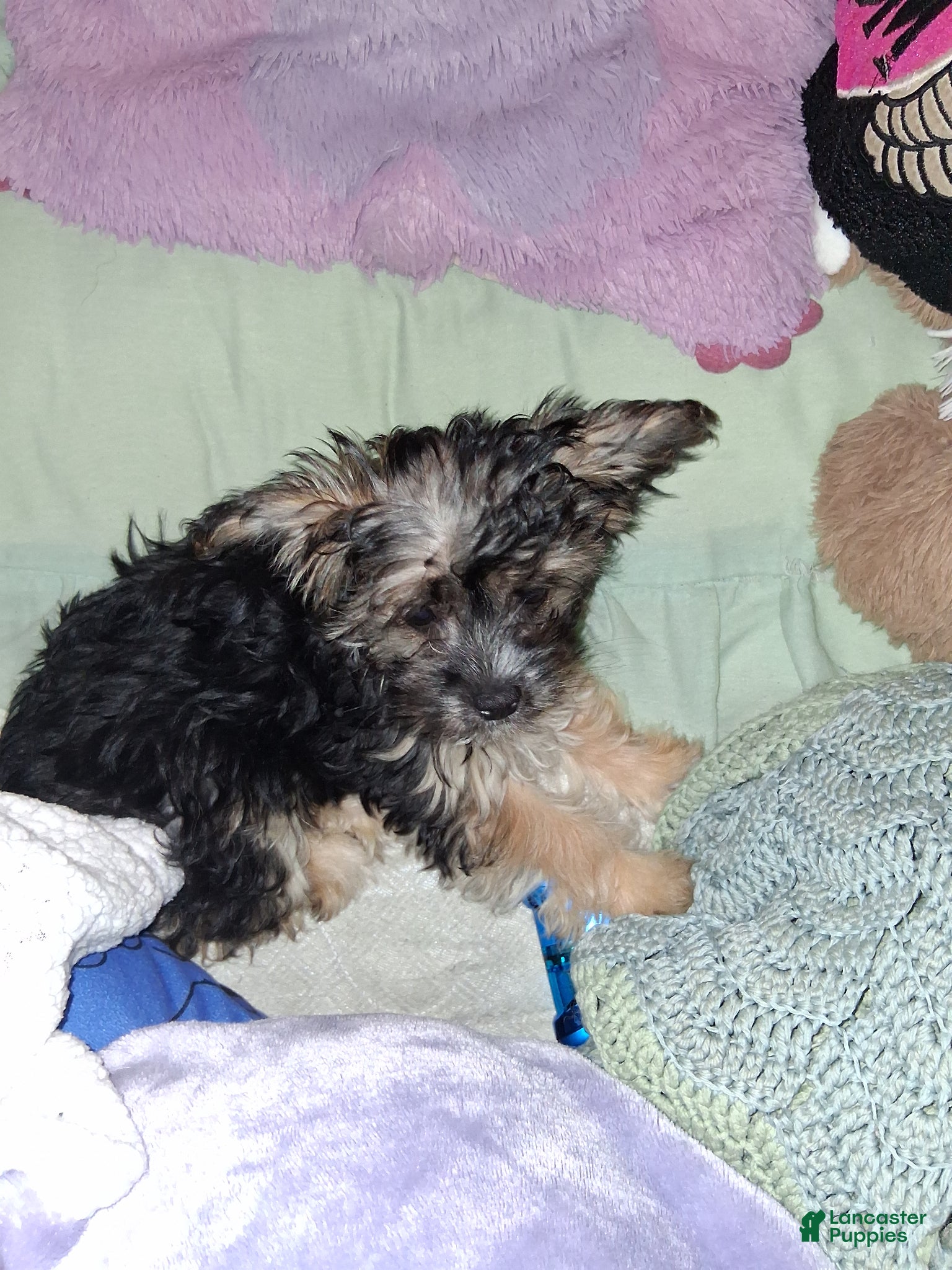Mixed Breed dogs for sale: Morkie (Mocha) - Ad 1