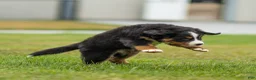 Bernese Mountain Dog dogs for sale: Bryan Bernese Mountain Dog  - Ad 4