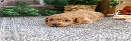Miniature Poodle dogs for sale: Atlas - Ad 4