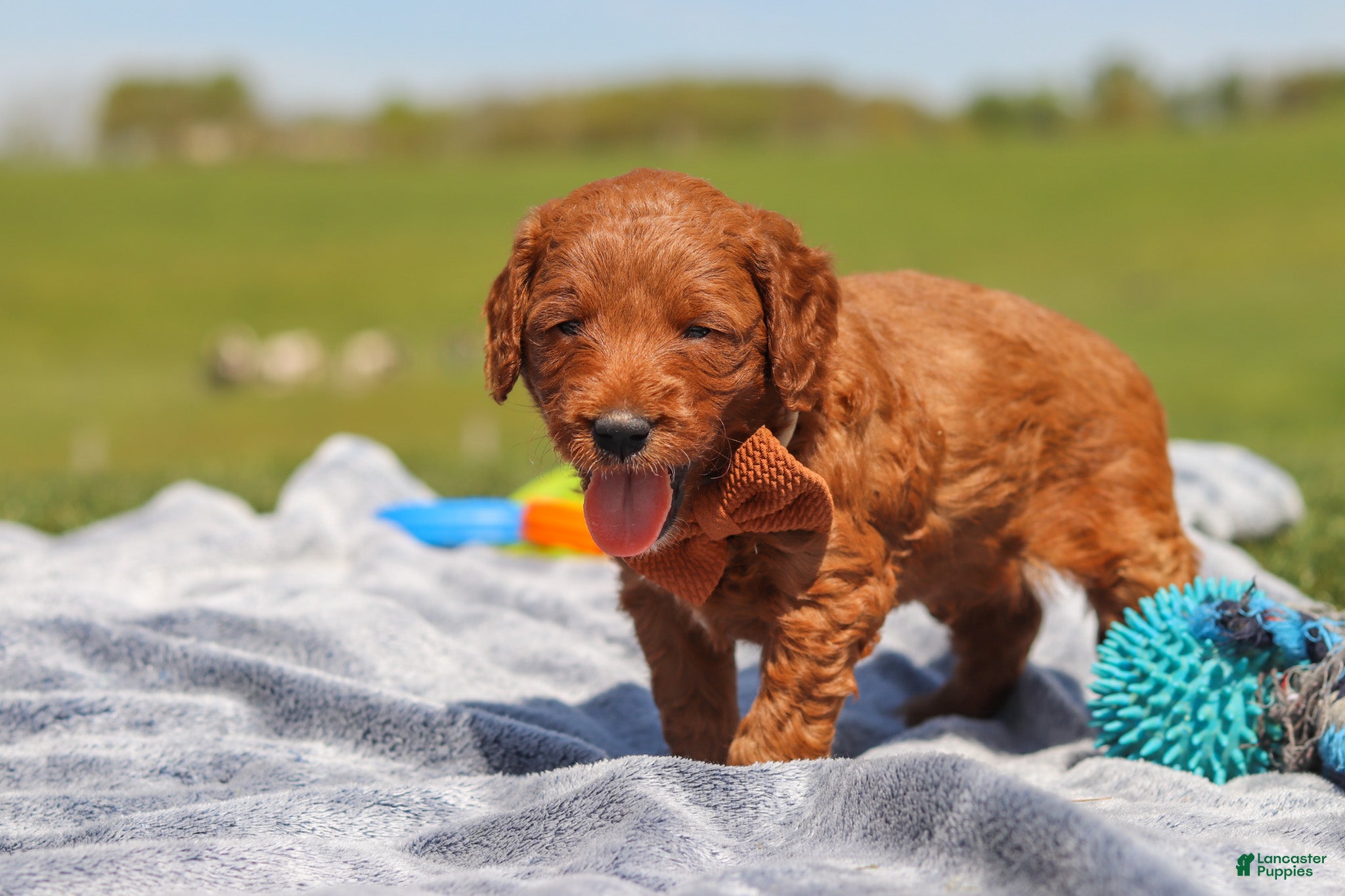 Mini Goldendoodle dogs for sale: Calvin - Ad 5