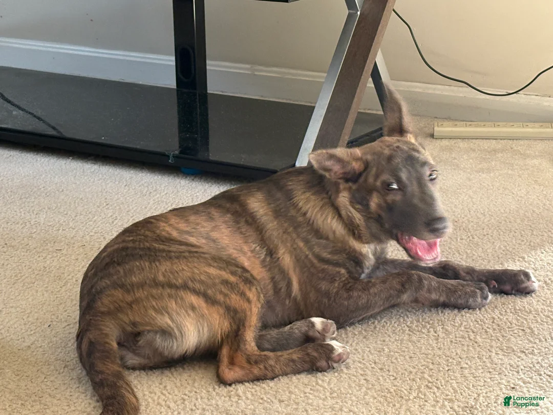 Mixed Breed dogs for sale: Mixed Breed Puppy 1 - Ad 2