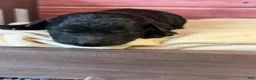 Toy Poodle dogs for sale: Bruno - Ad 4