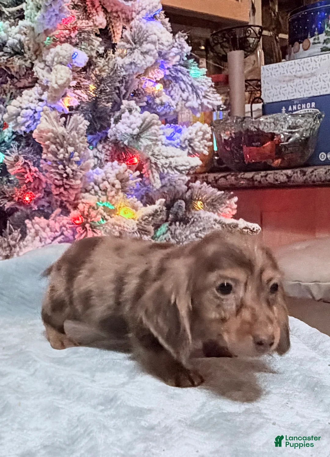 Miniature Dachshund dogs for sale: AKC Russian pra clear - Ad 91