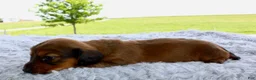 Miniature Dachshund dogs for sale: Miniature Dachshund 5 - Ad 3